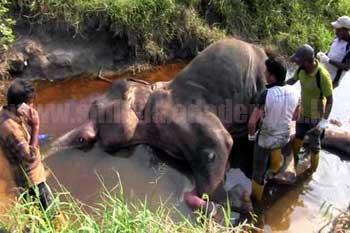 ඇළකට වැටී තවත් සද්ධන්තයෙක් මරුට