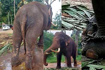 තායිලන්තයෙන් තෑගි කළ ඇත්තු දෙන්නා නැවත ගෙන්වා ගැනීමට අවධානය
