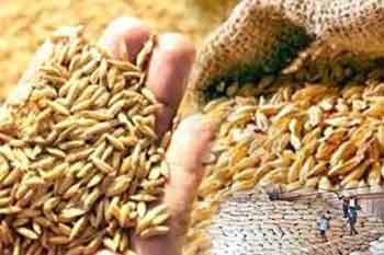 යල කන්නයේ වී සඳහා සහතික මිල ප්රකාශයට පත් කෙරේ