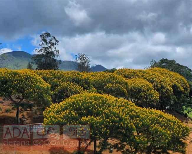 කහකෝනා මල්වියන...