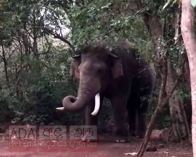A9 මඟට ආ අග්බෝ...
