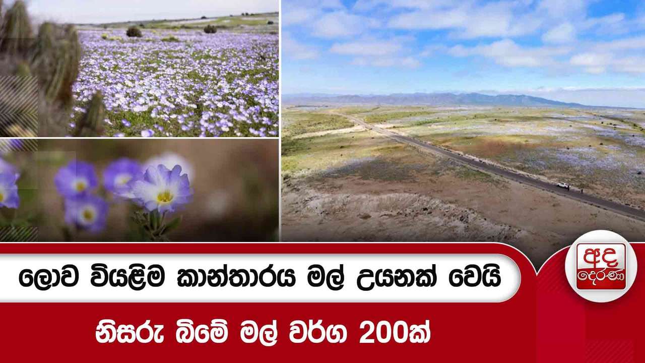 ලොව වියළිම කාන්තාරය මල් උයනක් වෙයි