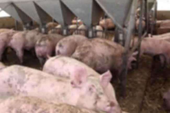 සූකර උණ තවත් පළාත් කිහිපයකට පැතිරෙයි