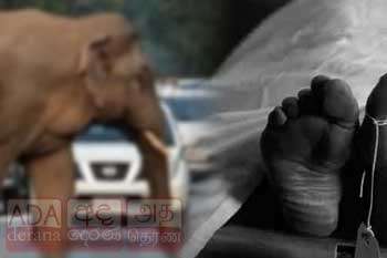 වනඅලි පහරදීමකින් පොලිස් නිලධාරියෙක් මරුට