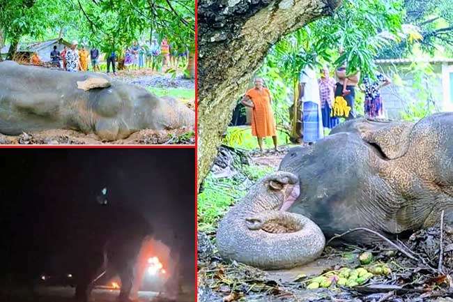 වනඅලියා පිලිස්සූ පුද්ගලයා අත්අඩංගුවට ගන්න යුද හමුදා නිලධාරීන් යොදවයි - වීඩියෝව ගැනත් පරීක්ෂණයක්