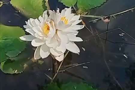 එක නැට්ටේ පිපුණු ඕලු මල්