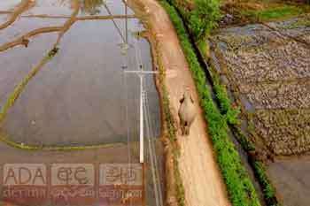 ගම හරහා ගිය තනියා