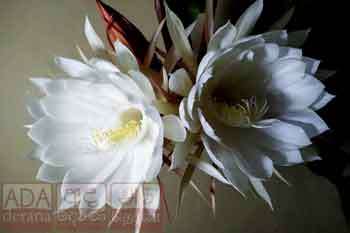 කඩුපුල් මල්