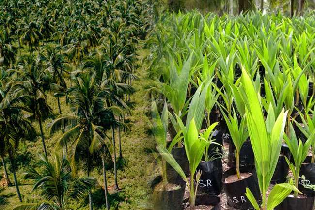 පොල් වගාවටත් රක්ෂණ ආවරණයක්