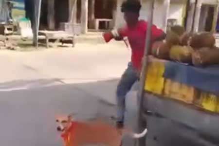 සුනඛයාට පහරදුන් තරුණයා අත්අඩංගුවට