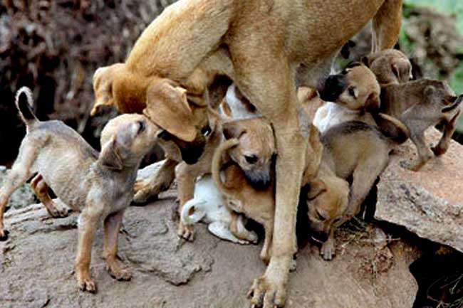 සතුන්ට හිතාමතා නොසලකා හරින අයට වැඩවරදී