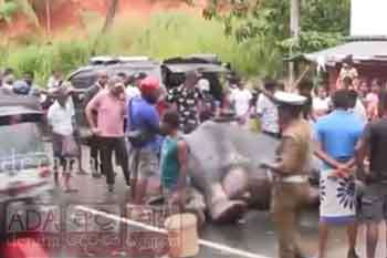 පෙරහැරට රැගෙන ගිය අලියා අතරමඟ බිහිසුණු අනතුරක