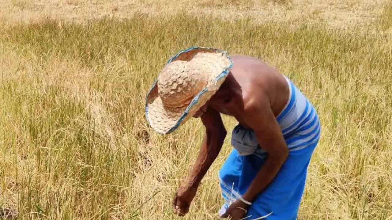 නියගයෙන් හානියට පත් වගාවන්ට  වන්දි ගෙවීමට රු.මි. 3,000ක් වෙන් කෙරේ
