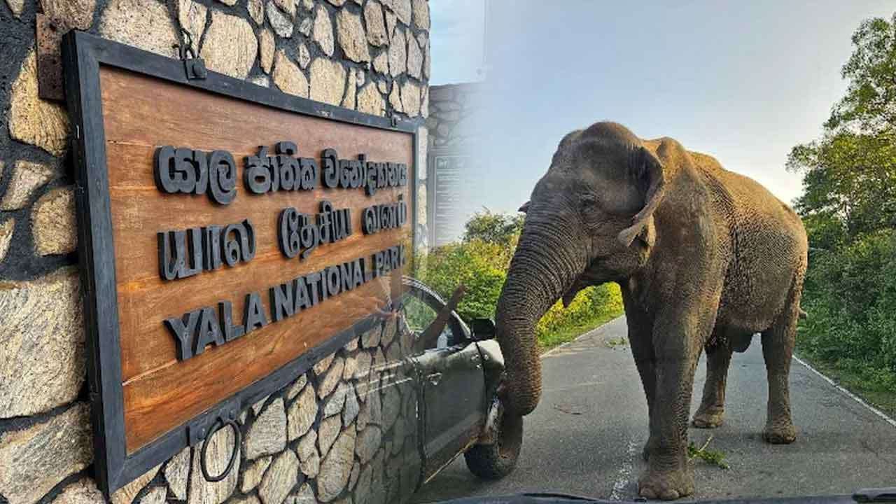 යාල වනෝද්‍යානයේ 1 සහ 2 කලාප තාවකාලිකව වසා දැමේ