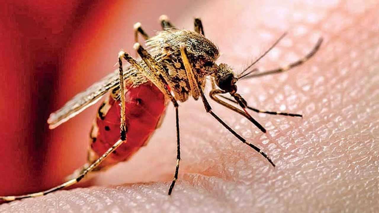 ඩෙංගු රෝගීන්ගේ සංඛ්‍යාව 95,000 සීමාව ඉක්මවයි