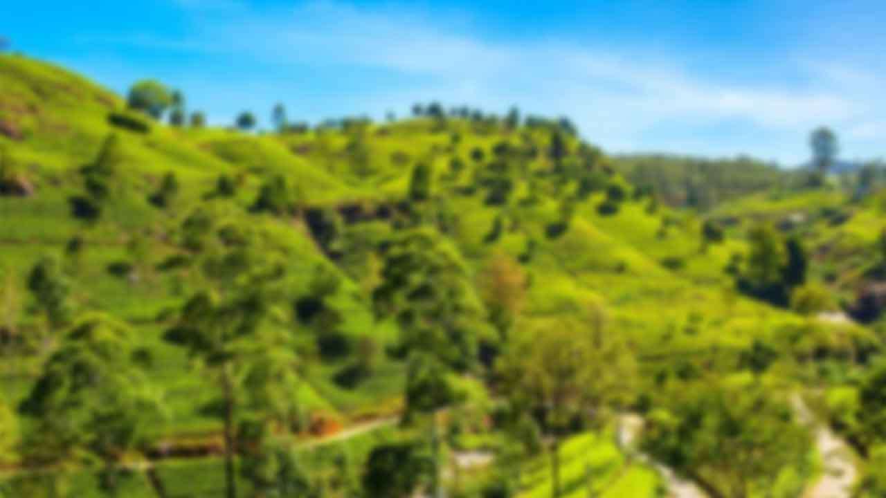 නුවරඑළියේ හෙක්ටයාර 1,500ක භූමි ප්‍රමාණයක් ආරක්ෂිත ප්‍රදේශ ලෙස ගැසට් කිරීමට තීරණයක්
