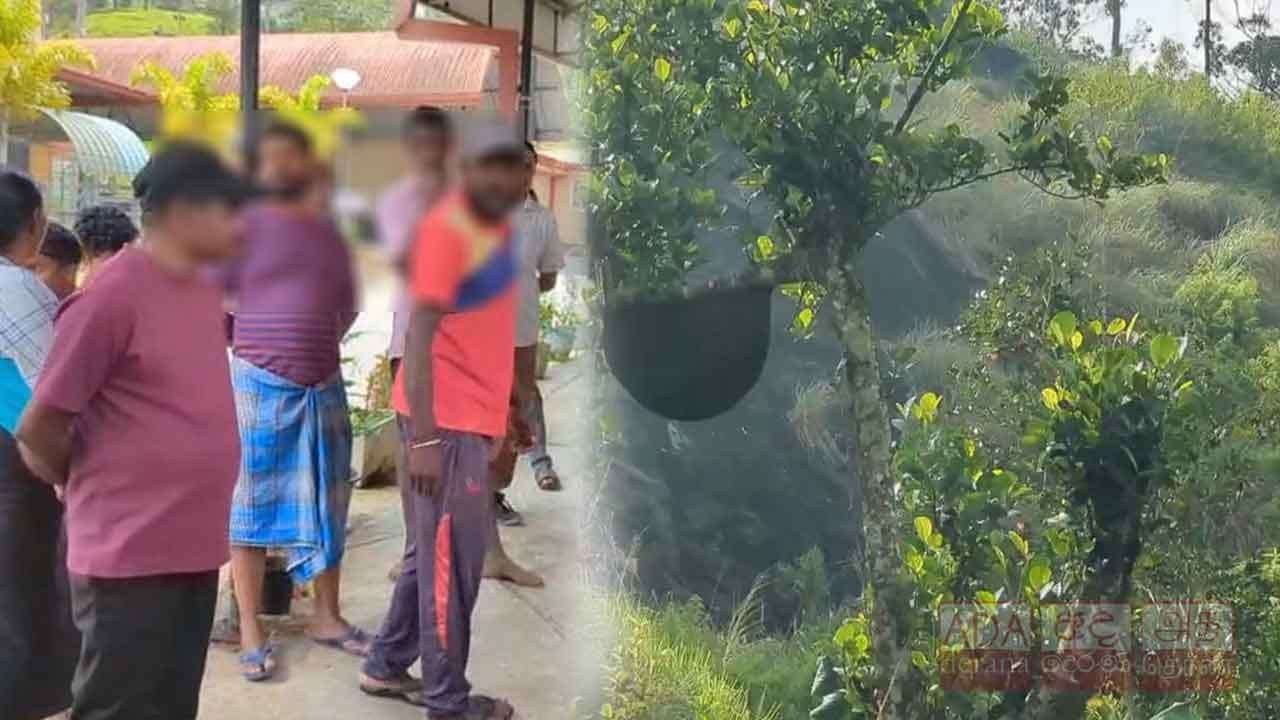වතු කම්කරුවන් පිරිසකට බඹර ප්‍රහාරයක් - 17ක් රෝහලේ