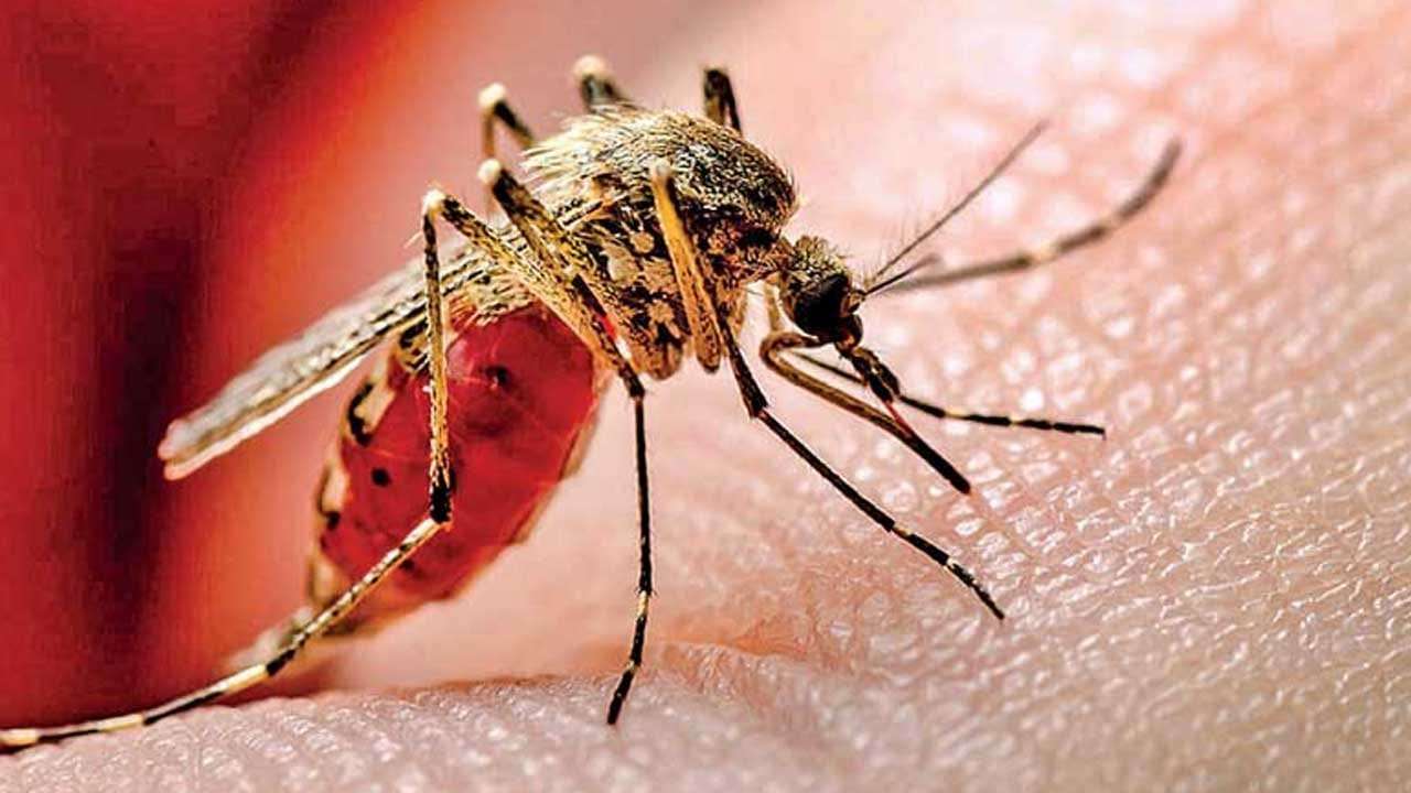ඩෙංගු රෝගීන්ගේ සංඛ්‍යාව 96,000 සීමාව ඉක්මවයි