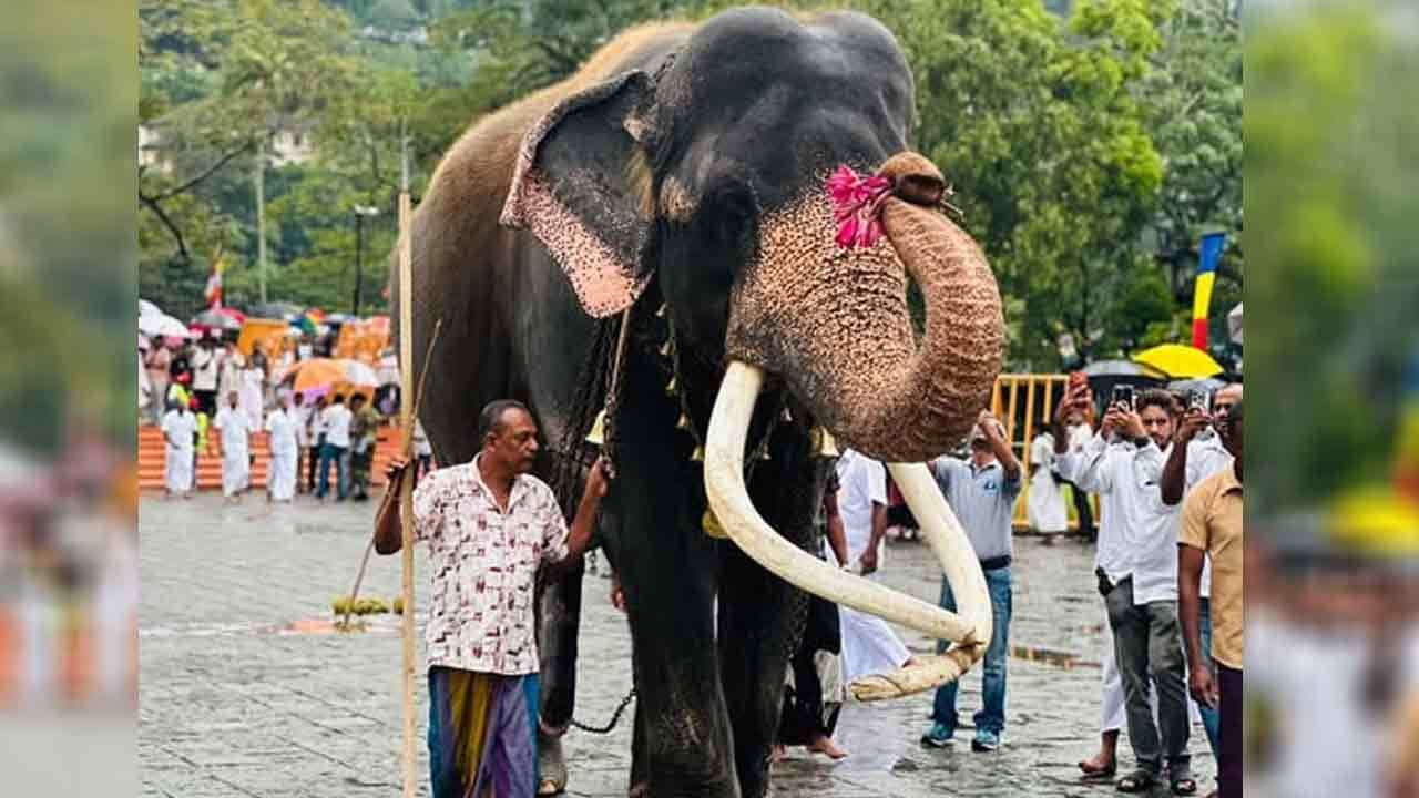  කතරගම වාසනා පෙරහැර සඳහා ලබා දීම සීමා කරයි - කතරගම දේවාලයෙන් තීරණයක්