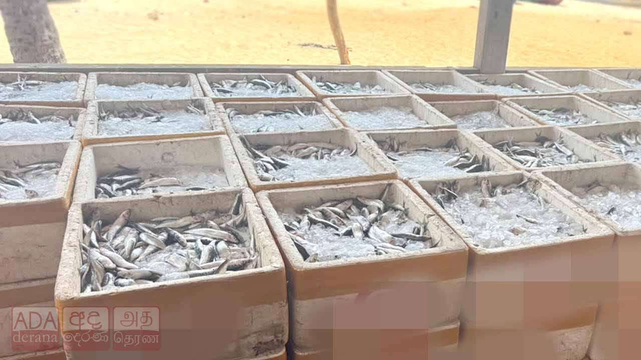 පුපුරන ද්‍රව්‍ය භාවිතයෙන් ඇල්ලූ මත්ස්‍ය තොගයක් සමඟ කාන්තාවක් නීතියේ රැහැනට