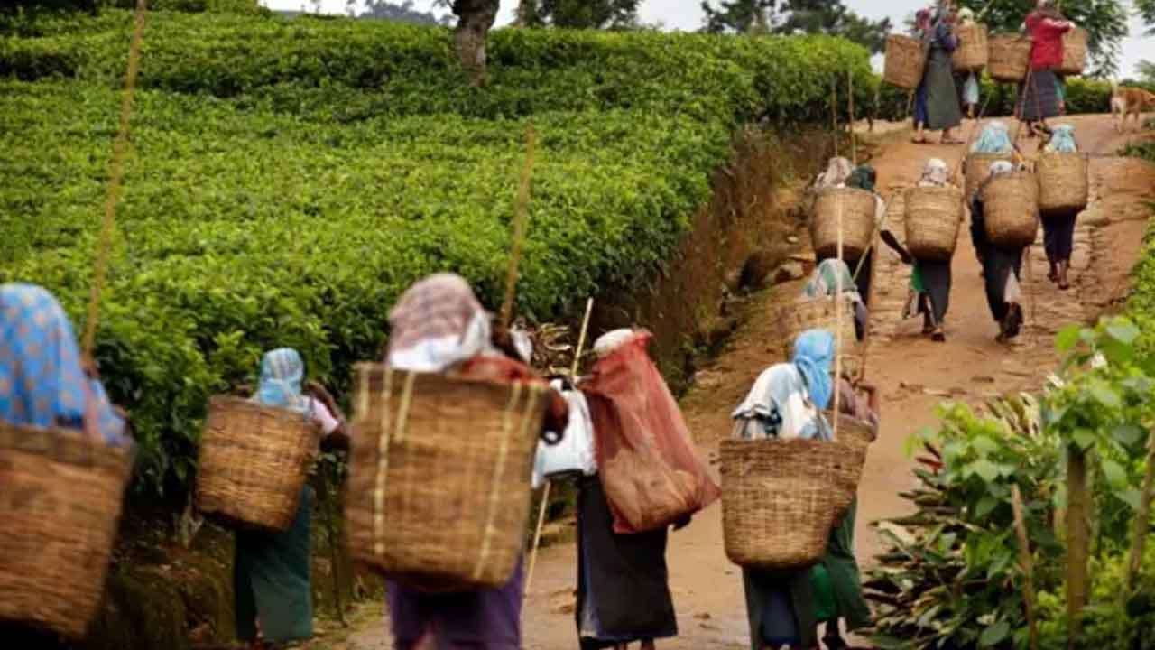 වසර 20කට අධික කාලයක් නොගෙවා තිබූ වතු කම්කරුවන්ගේ ව්‍යවස්ථාපිත හිඟ මුදල් ගෙවීමට පියවර