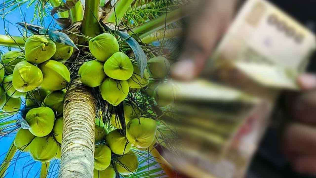 පොල් වගාව ආරක්ෂා කිරීම සඳහා රුපියල් මිලියන 2,500 සහනාධාරයක්