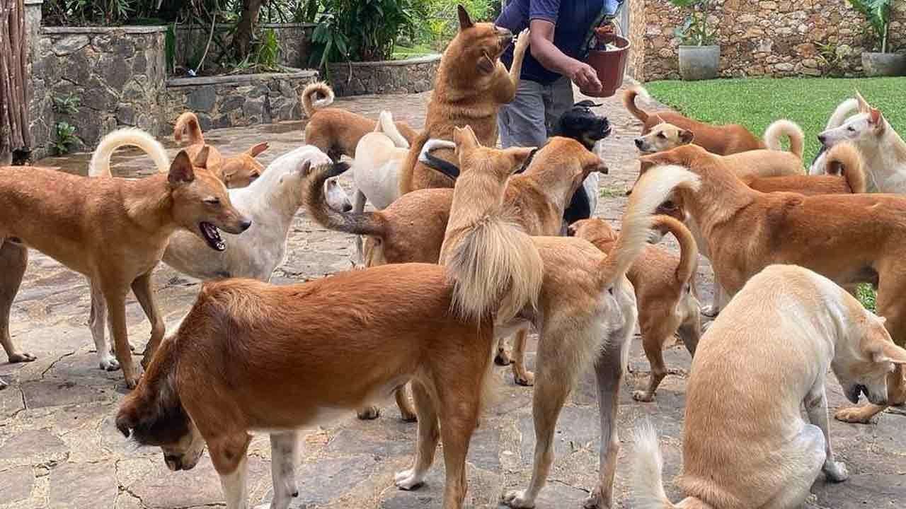 ජලභීතිකාව තුරන් කිරීමට සුනඛයින් ලියාපදිංචියට නව පනත් කෙටුම්පතක්