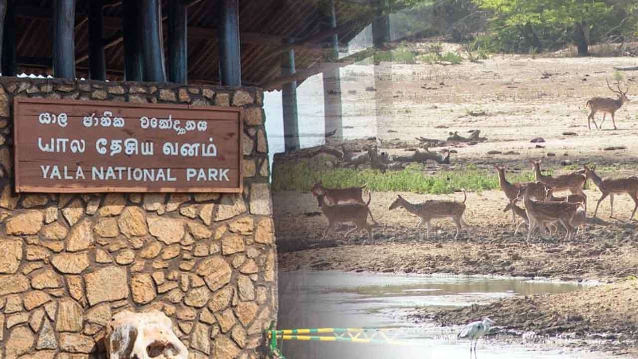 යාල වනෝද්‍යානයේ 1 සහ 2 කලාප අද සිට තාවකාලිකව වසා දැමේ