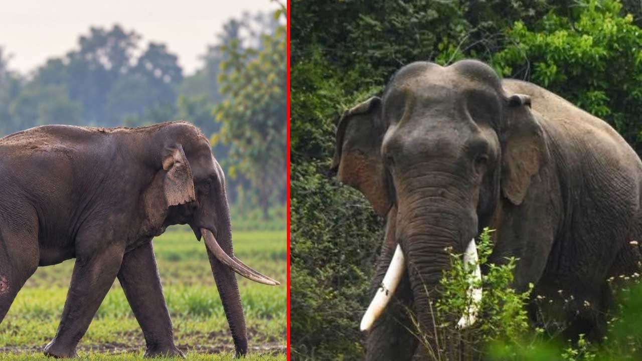 කාවන්තිස්සට කඩිනම් ප්‍රතිකාර ඇරඹේ