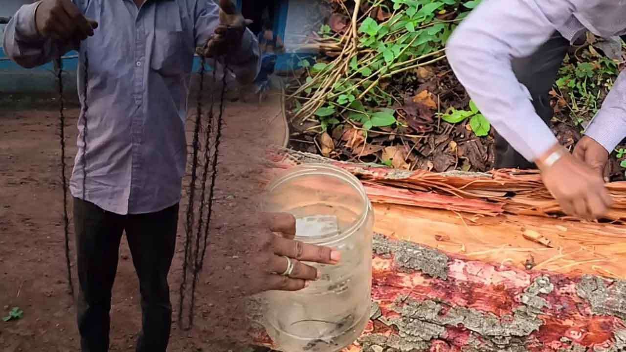 ඉන්දියාවේ සල් වනාන්තර රැකගන්න ගස් ලක්ෂ එකහමාරක් කපන්න යයි