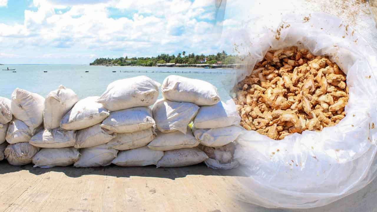 නීති විරෝධීව ගෙන ආ වියළි ඉඟුරු තොගයක් නාවික හමුදා භාරයට
