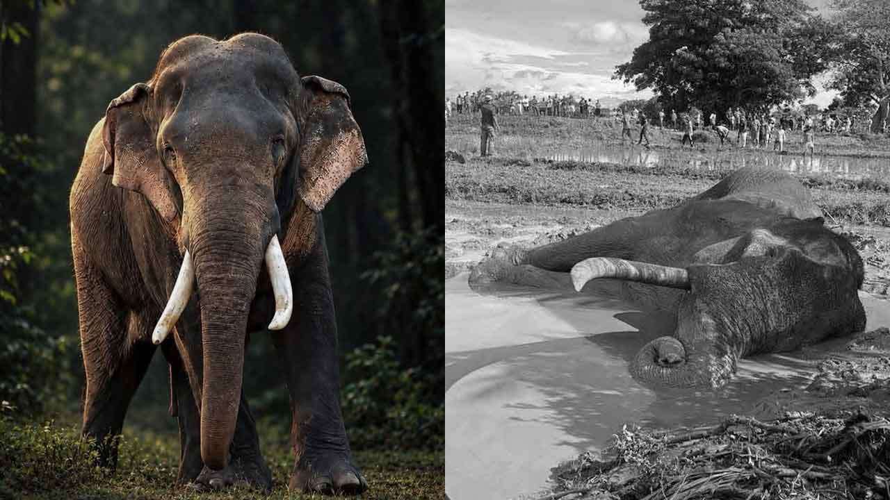 'කාවන්තිස්ස' හස්තියාගේ මරණය ඝාතනයක්ද?
