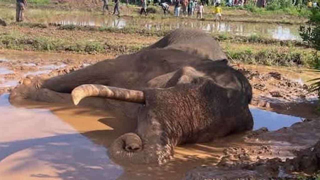 කාවන්තිස්ස හස්තියාගේ මරණය ගැන විධිමත් විමර්ශනයක් සිදුකරන්නැයි අධිකරණයෙන් නියෝග