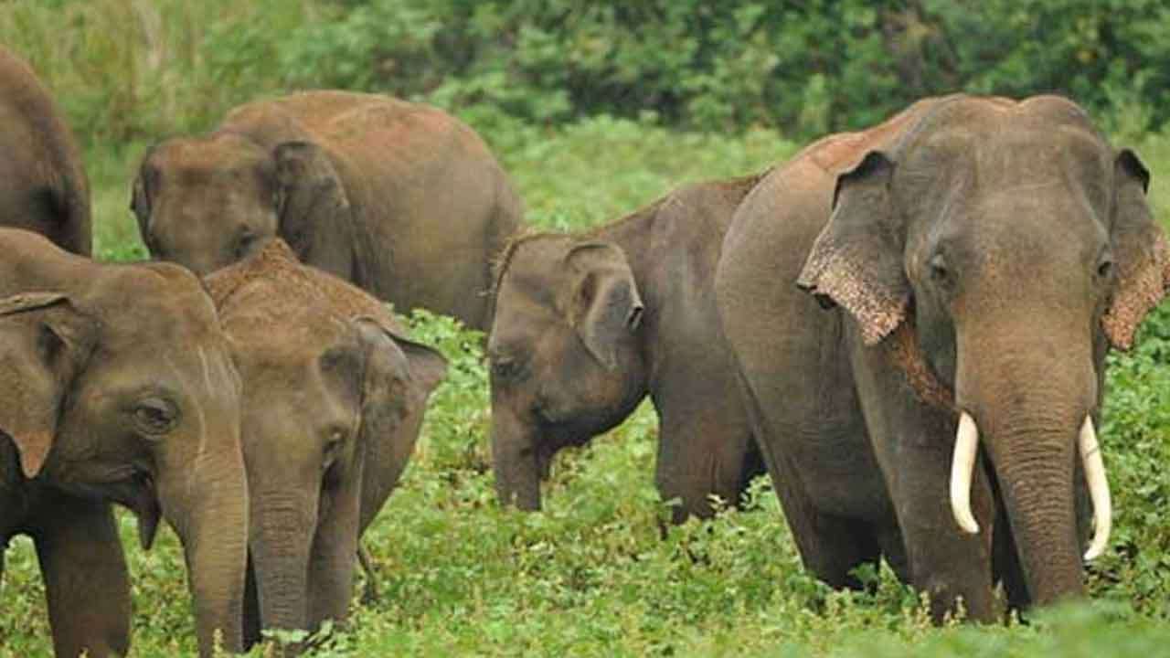 වන අලින්ට එල්ලවන තර්ජන සම්බන්ධව විමර්ශනයක් ඉල්ලා පොලිසියට පැමිණිල්ලක්
