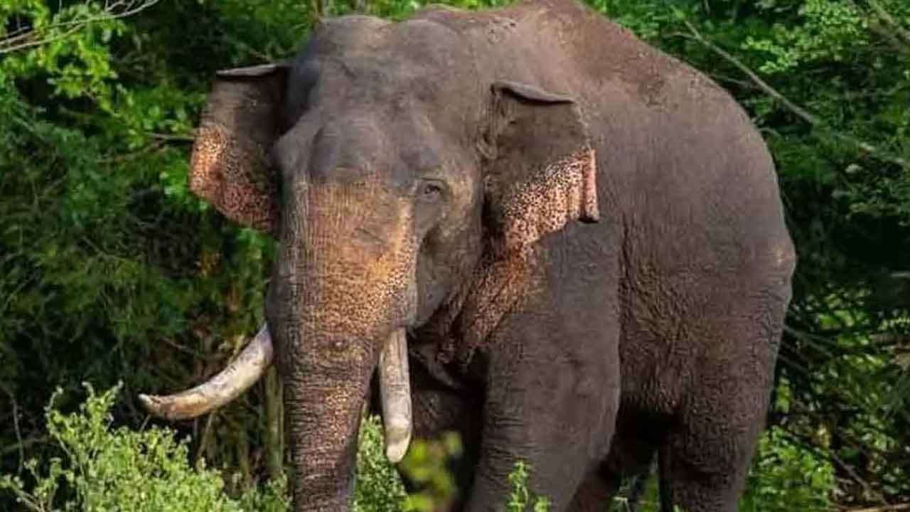 අග්බෝ ඇතු සෙවීම සඳහා විශේෂ හමුදා කණ්ඩායමක්