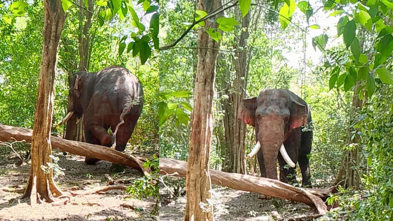 අග්බෝ නාච්චාදූව වැව් රක්ෂිතයේදී හමුවෙයි