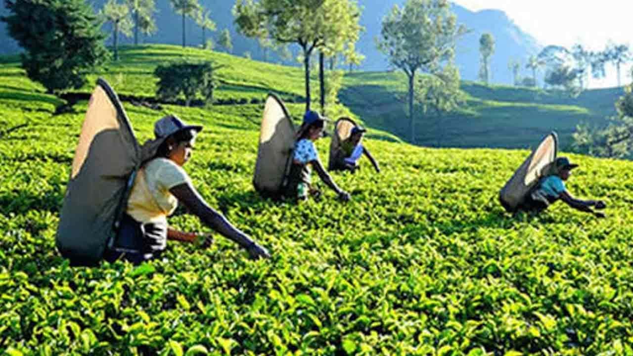 තේ පැළ තවාන් සහ තේ වගාවන් සඳහා  රක්ෂණ යෝජනා ක්‍රමයක්