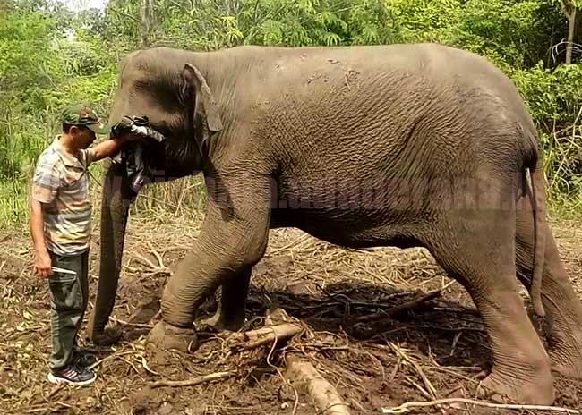 හැර යන ජීවිත අතරේ උගුලකට හසුවූ දැවැන්තයෙක්ට ප්‍රතිකාර