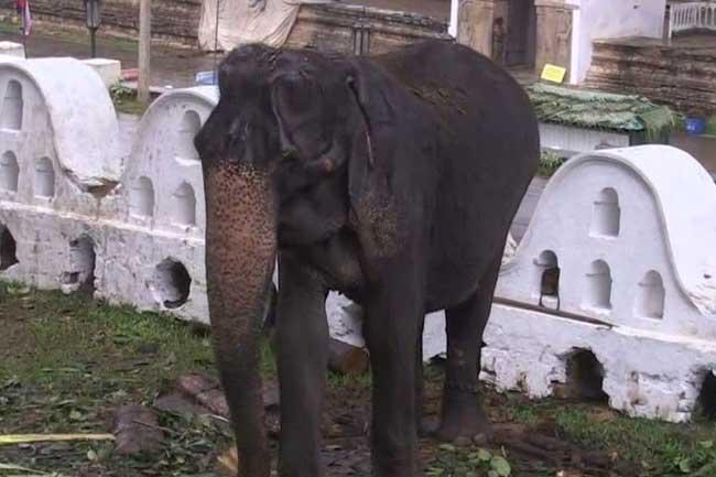 ගතින් වැහැරුණත් අරමුණ වෙනුවෙන් වෙහෙසෙන ටිකිරි