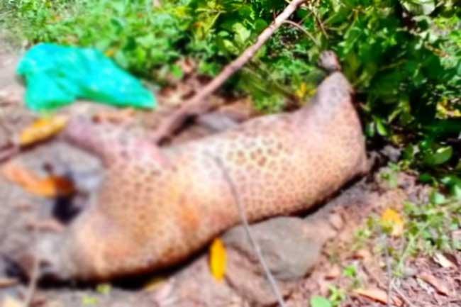 නෙළුවේදී තවත් දිවියෙකු අවසන් ගමන් යයි