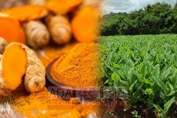 කහ වගාකරුවන්ගේ හදිසිය අලුත් ගැටලුවකට මග පාදයි