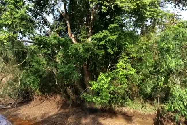 මෙරට තුළ තවත් කෲඩියා සිලනිකා ගස් 7ක්