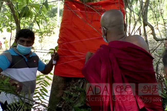 කෲඩියා සිලනිකා ගස සඟසතු කෙරේ