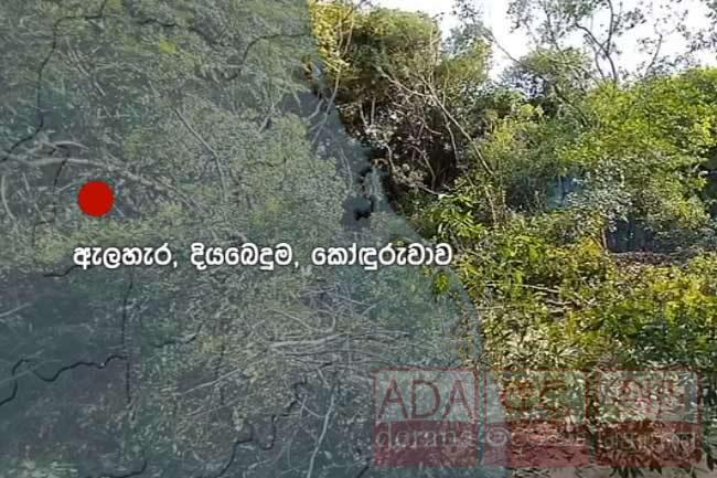 ව්‍යාපෘතියක් හේතුවෙන් ගස් විශාල සංඛ්‍යාවක් කැපීමට ලැයිස්තුගත කෙරේ