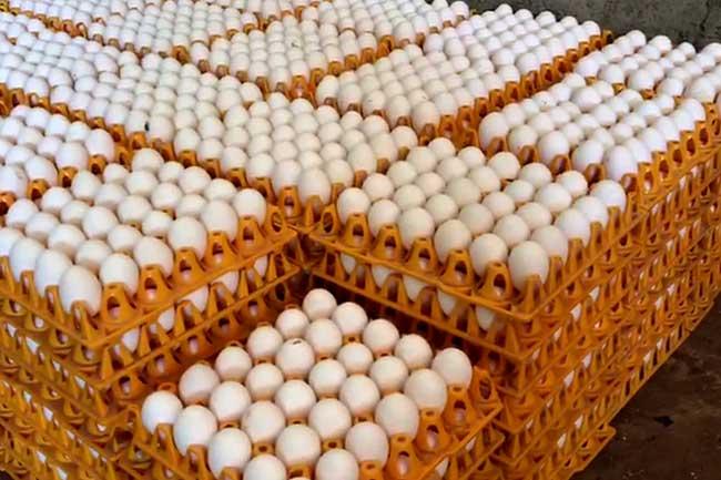 බිත්තර ආනයනයට කැබිනට් අනුමැතිය