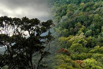 වන ගහනය අතින් ලෝකයේ තුන්වැනි තැන ලංකාවට