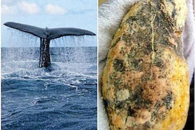 ඇල්පිටියෙන් හමු වූ රු මිලියන 50ක අම්බර්