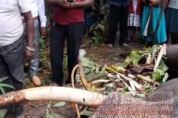 රටටම ආභරණයක් වූ දීඝදන්තු 1 හස්තියාගේ අවසන් කටයුතු සිදුකෙරේ