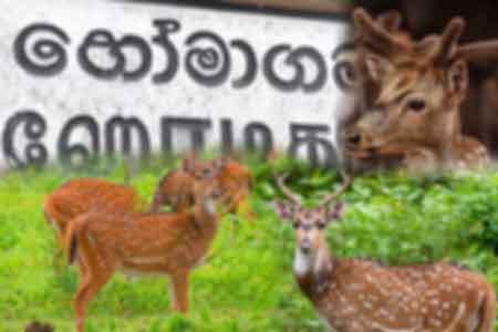 හෝමාගමට ඔරොත්තු නොදෙන මුව ගහනයක්