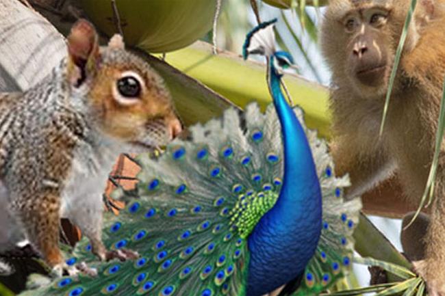 සත්ත්ව සංගණනයට උපරිම සහාය දෙන්න - කෘෂිකර්ම අමාත්‍යංශය